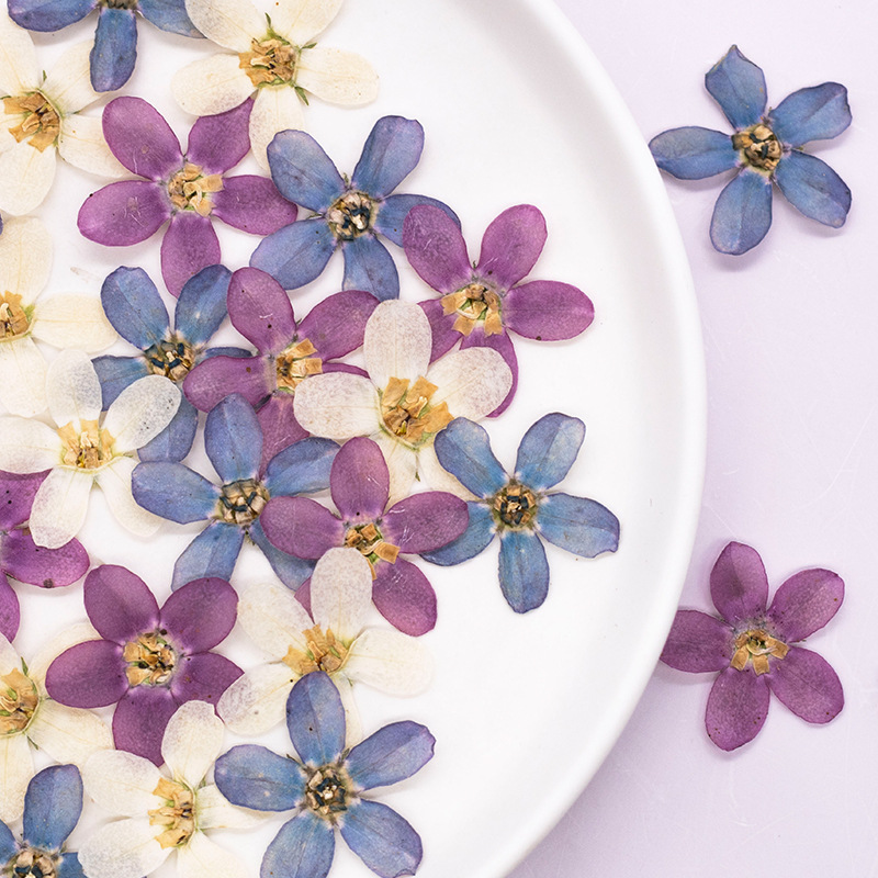 Pressed Flower Art - 12pcs,Pressed Blue Star Flower DIY Drip