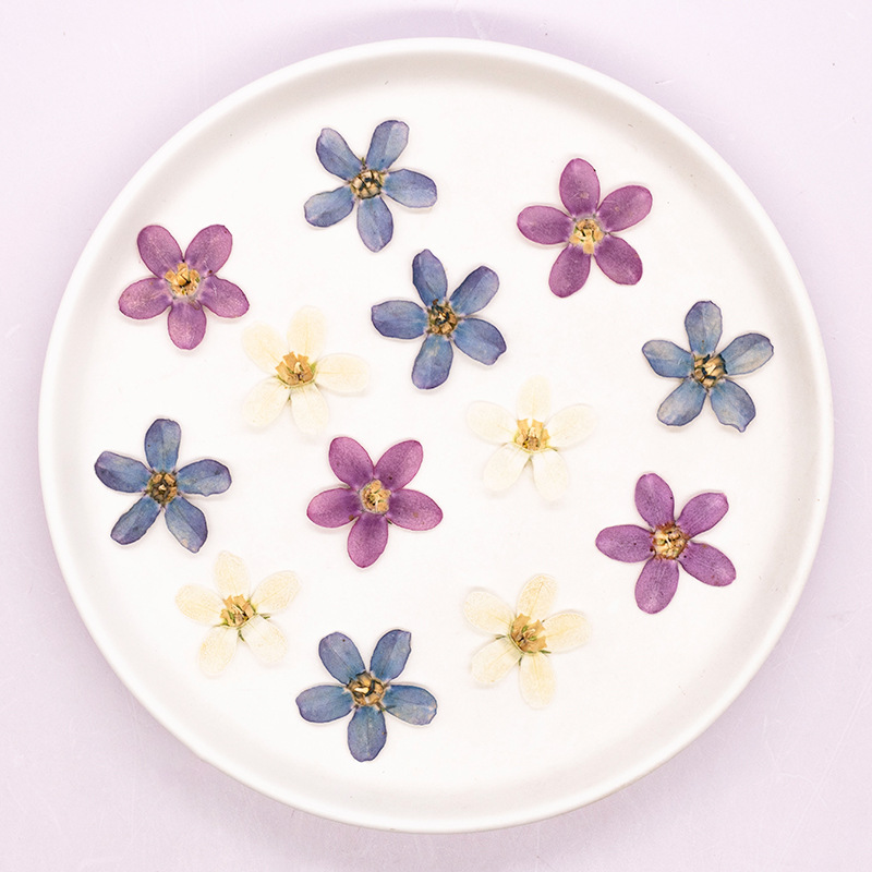 12pcs,Pressed Blue Star Flower - Pressed Flower Art 评论和价格
