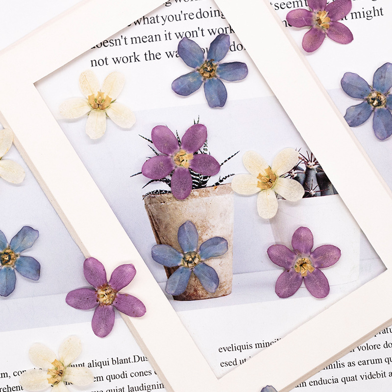 12pcs,Pressed Blue Star Flower - Pressed Flower Art 评论和价格