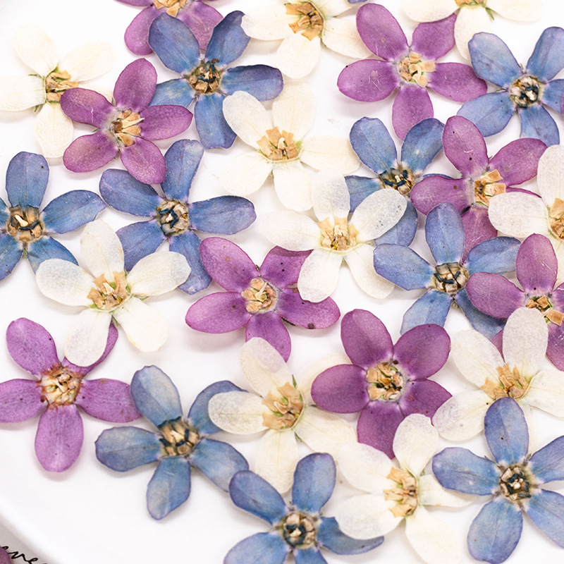 12pcs,Pressed Blue Star Flower - Pressed Flower Art 评论和价格